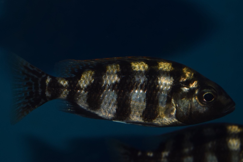 Protomelas sp. 'johnstoni solo'